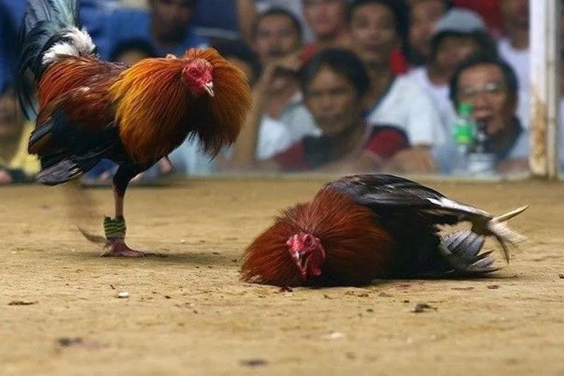Tupadahan ni-raid sa Laguna sabungero nang-agaw ng baril, pulis utas!